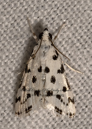 Eustixia pupula  SPOTTED PEPPERGRASS MOTH 3033330z