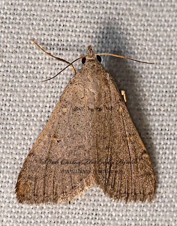 Bleptina  LITTER MOTH 3036582z