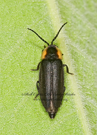 Pyropyga decipiens 8006999z