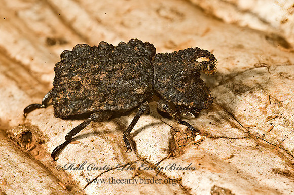 Bolitotherus cornutus  FORKED FUNGUS BEETLE 5011202z