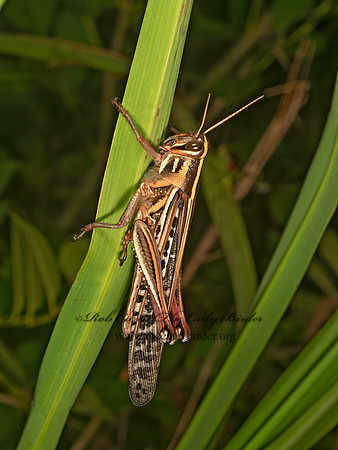 Schistocerca americana  AMERICAN BIRD GRASSHOPPER 9048376z