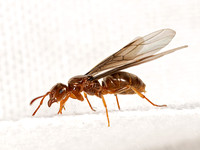 Lasius claviger SMALLER YELLOW ANT 3023779z