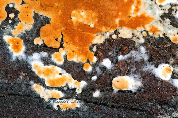 Botryobasidium aureum   CANTHARELLA FUNGUS 5002695z
