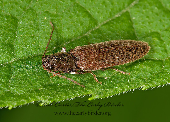 Hemicrepidius or Athous 3015383z