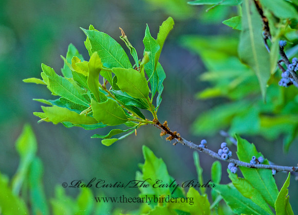 Myrica cerifera  WAX MYRTLE 248506z