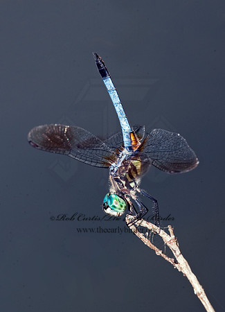 Pachydiplax longipennis BLUE DASHER 8022805
