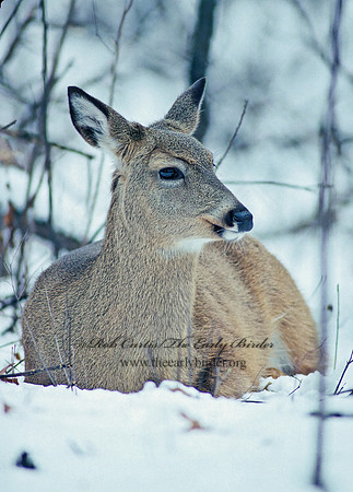 Odocoileus virginianus  WHITE-TAILED DEER 64513z