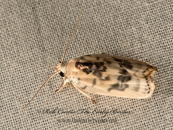 Antaeotricha  BIRD-DROPPING MOTH 9049565z