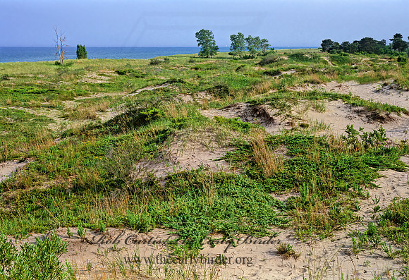 DUNES SCENE 282909z