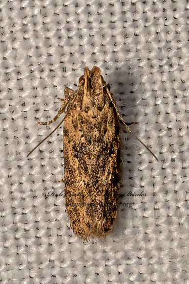 Hypatima  TWIRLER MOTH 3033313z