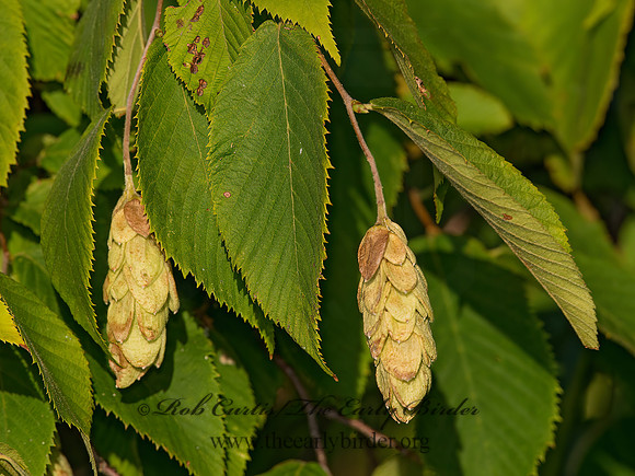 Ostrya virginiana  AMERICAN HOPHORNBEAM 9040942z