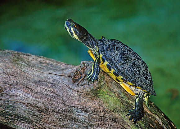 Trachemys scripta elegans  RED EARED SLIDER  294025z