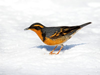Ixoreus naevius VARIED THRUSH 9007296z