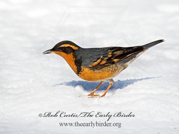 Ixoreus naevius  VARIED THRUSH 9007296z