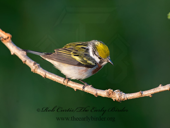 Setophaga pennsylvanica  CHESTNUT-SIDED WARBLER 9039001z