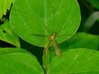 Tipulidae dorsalis complex  CRANE FLY 1304720z