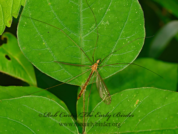 Tipulidae dorsalis complex  CRANE FLY 1304720z