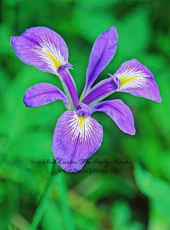 Isis brevicaulis  SHORT STEMMED IRIS 190214z