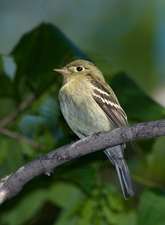 Empidonax flaviventris  YELLOW-BELLIED FLYCATCHER 6006484z
