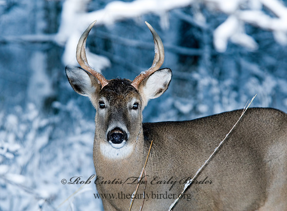 Odocoileus virginianus  WHITE-TAILED DEER  6018891z