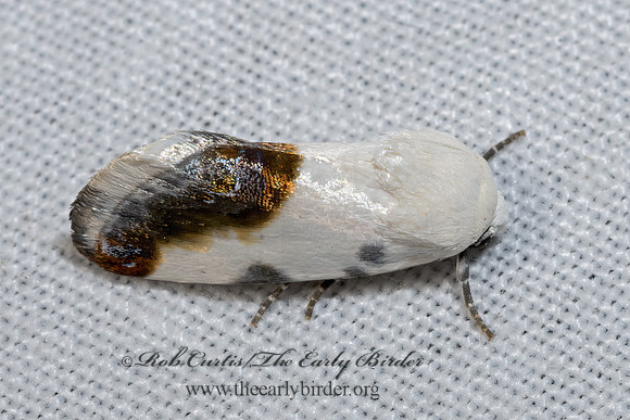 Acontia cretata  BIRD-DROPPING MOTH 3039337z