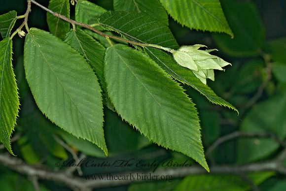 Ostrya virginiana  AMERICAN HOPHORNBEAM 4003138z