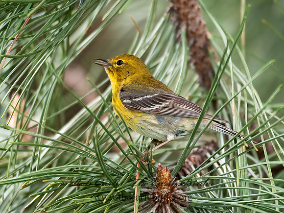 Setophaga pinus  PINE WARBLER 3007463 z