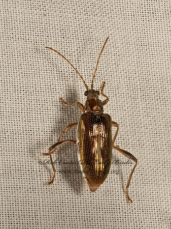 Donacia hypoleuca  AQUATIC LEAF BEETLE  9049424z