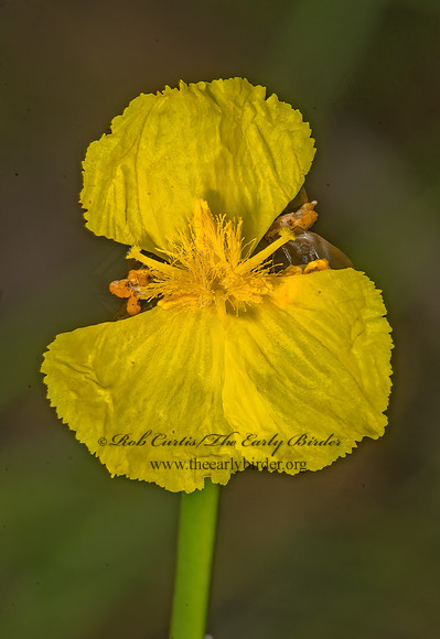 Xyris ambigua~  COASTAL PLAIN YELLOWEYED GRASS 3041362z