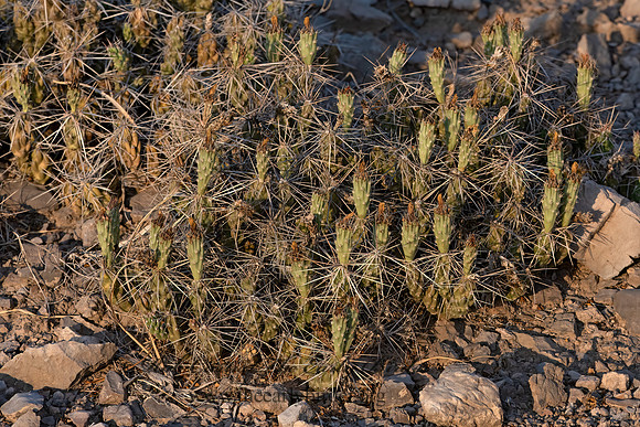 Grusonia aggeria  BIG BEND PRICKLY PEAR 3038428-z