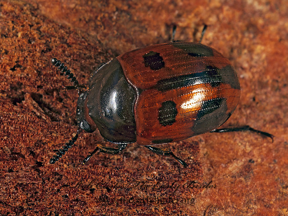 Diaperis maculata  DIAPERINAE DARKLING BEETLE 1113730 (1)