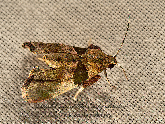 Tosale oviplagalis  DIMORPHIC TOSALE MOTH 9050296z