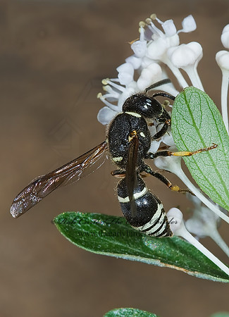 Euodynerus leucomelas 7010272z