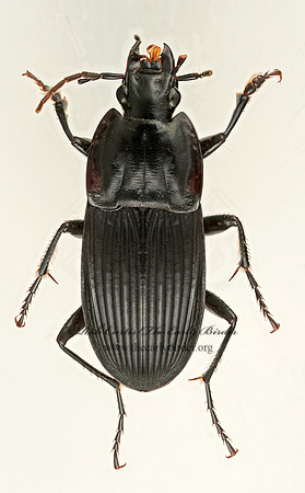 Dicaelus elongatus  LICININI GROUND BEETLE 9017431z