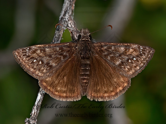 Erynnis propertius  PROPERTIUS DUSKYWING 8037223z