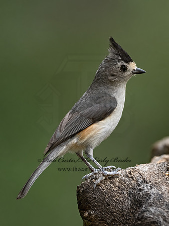 Baeolophus atricristatus  BLACK-CRESTED TITMOUSE 3035596z