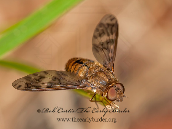 Dipalta serpentina  VILIINI BEE FLY 3003078z