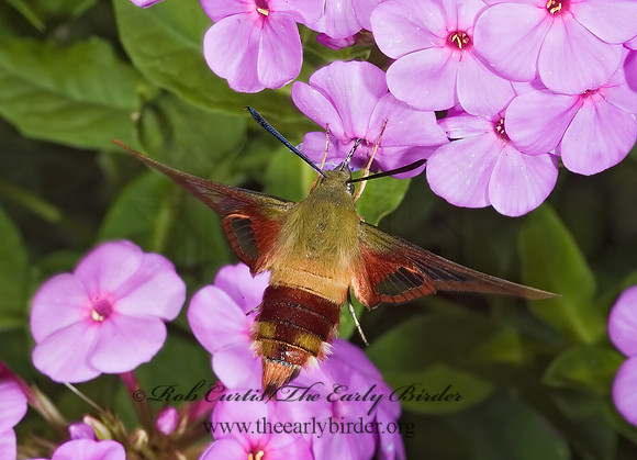 Hemaris thysbe  HUMMINGBIRD CLEARWING MOTH 5012201z