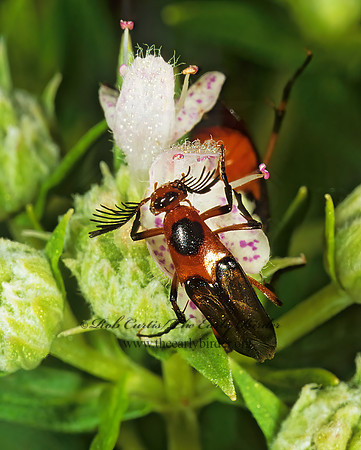 Macrosiagon limbata 1113418z