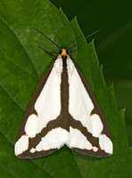 Haploa lecontei LECONTE'S HAPLOA 8005027z