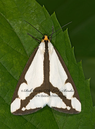 Haploa lecontei LECONTE'S HAPLOA 8005027z
