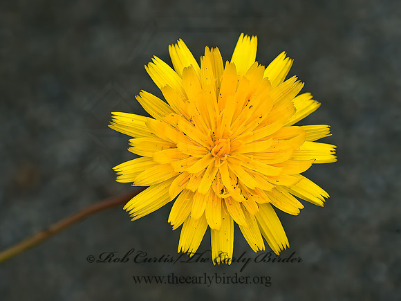 Hieracium caespitosum  YELLOW HAWKWEED 9059181z