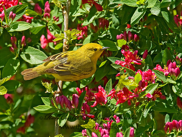 Setophaga petechia  YELLOW WARBLER 8003751z