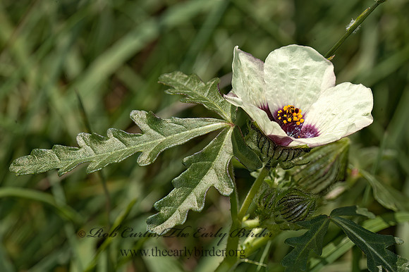 Hibiscus trionum  FLOWER-OF-AN-HOUR 5016834z