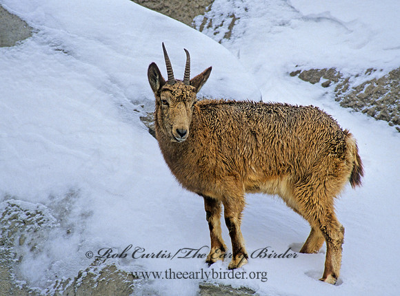 Capra ibex sibirica  SIBERIAN IBEX 84523z