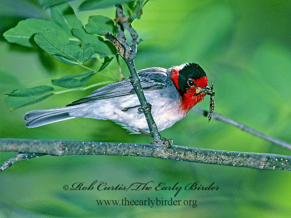 Cardellina rubifrons  RED-FACED WARBLER 76507z
