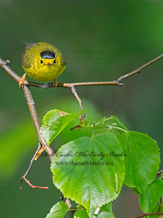Cardellina pusilla  WILSON'S WARBLER 9022446z