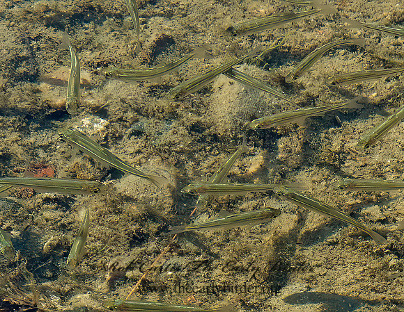 Notemigonus GOLDEN SHINER 9032596z