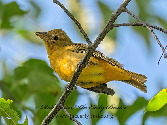Piranga rubra SUMMER TANAGER 9091050z