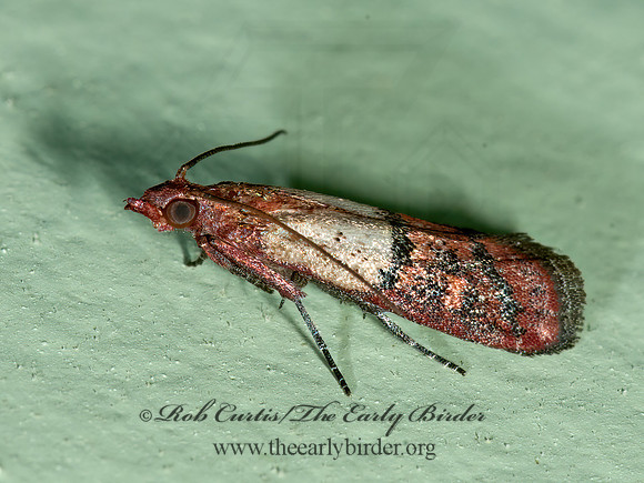 Plodia interpunctella   INDIAN MEAL MOTH 3014326z